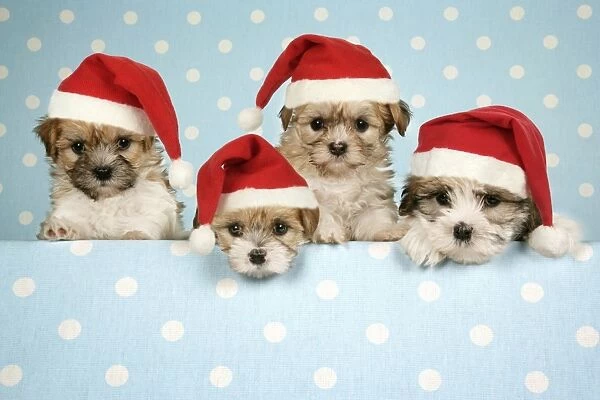 Dog - Cross breed Puppies peeking over cloth wearing Christmas hats. Digiatl Manipulation: hats JD