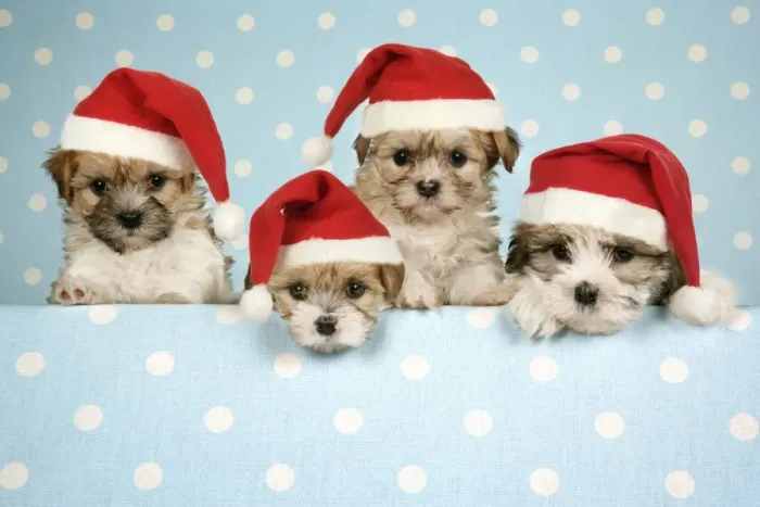 Framed Print : Dog - Cross breed Puppies peeking over cloth wearing Christmas hats. Digiatl Manipulation: hats JD Framed Print : Dog - Cross breed Puppies peeking over cloth wearing Christmas hats. Digiatl Manipulation: hats JD