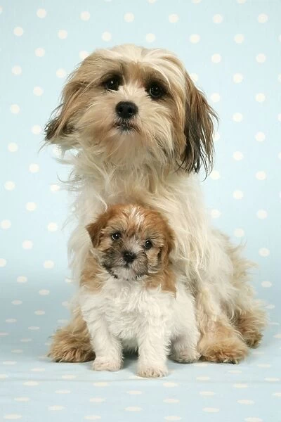 Dog - Cross breed puppy and dog in front of dotted background