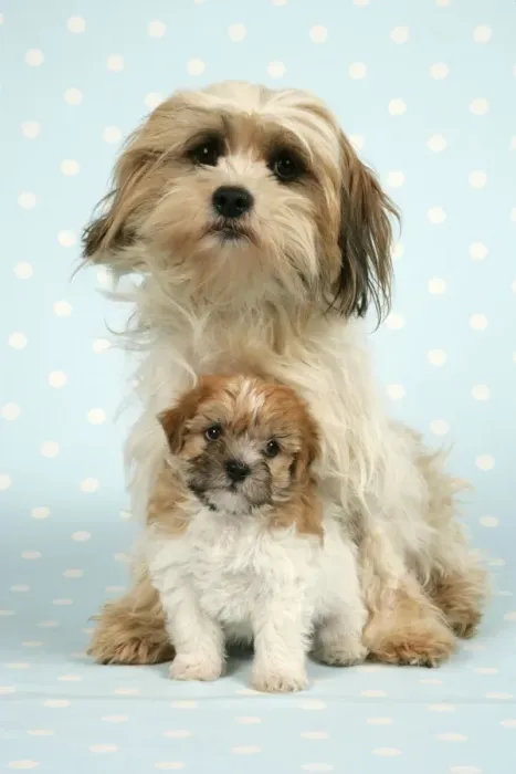 Framed Print : Dog - Cross breed puppy and dog in front of dotted background Framed Print : Dog - Cross breed puppy and dog in front of dotted background