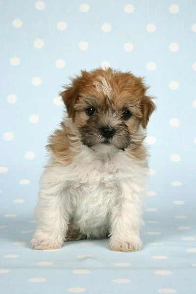 Dog - Cross breed puppy in front of dotted background