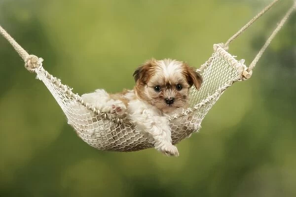 Dog - Cross breed Puppy in hammock
