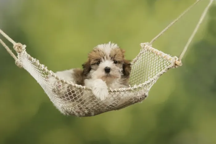 Framed Print : Dog - Cross breed Puppy in hammock Framed Print : Dog - Cross breed Puppy in hammock