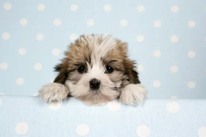 Framed Print : Dog - Cross breed Puppy peeking over cloth Framed Print : Dog - Cross breed Puppy peeking over cloth