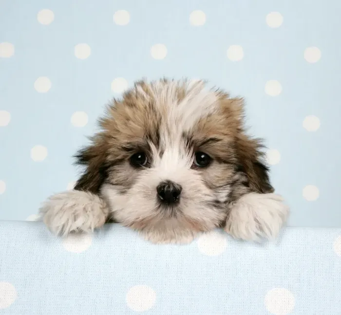 Framed Print : Dog - Cross breed Puppy peeking over cloth Framed Print : Dog - Cross breed Puppy peeking over cloth
