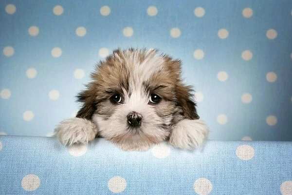 Dog - Cross breed Puppy peeking over cloth