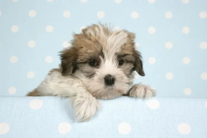 Framed Print : Dog - Cross breed Puppy peeking over cloth Framed Print : Dog - Cross breed Puppy peeking over cloth