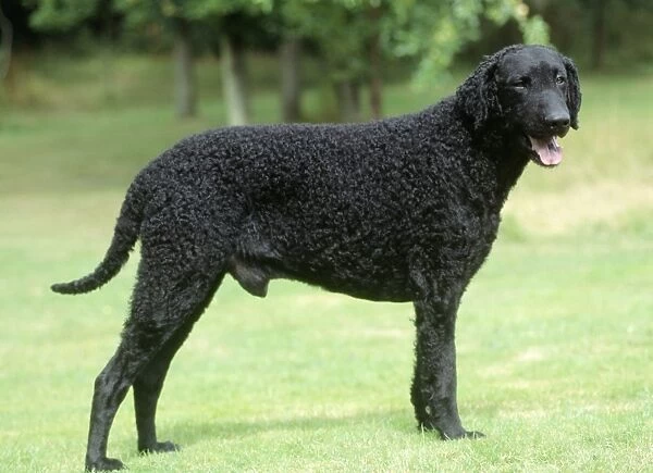 Dog - Curly-coated Retriever