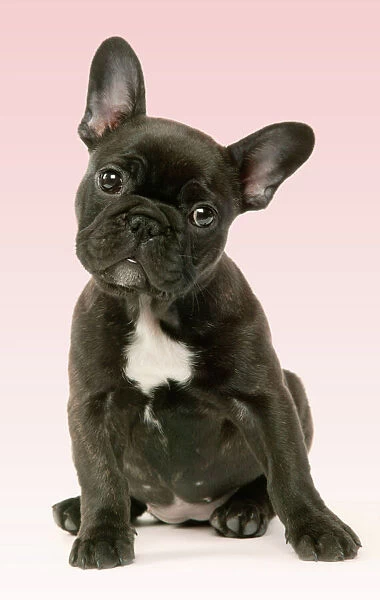DOG - Cute French Bulldog Puppy