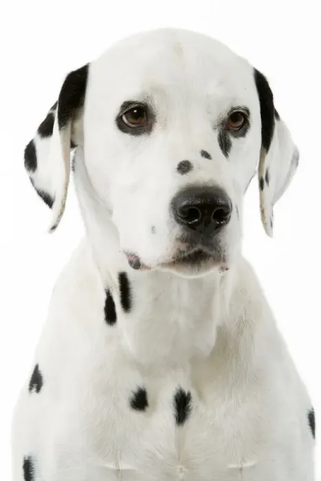 Framed Print : Dog - Dalmatian Framed Print : Dog - Dalmatian
