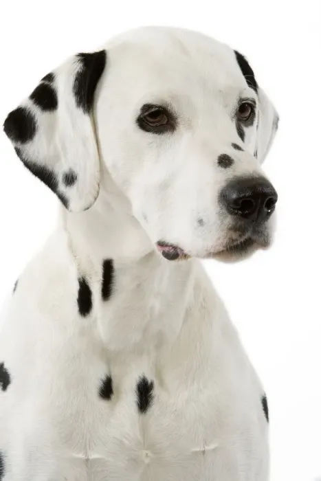 Framed Print : Dog - Dalmatian Framed Print : Dog - Dalmatian