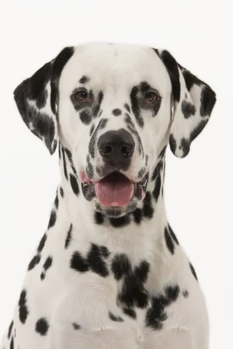 Framed Print : Dog - Dalmatian Framed Print : Dog - Dalmatian