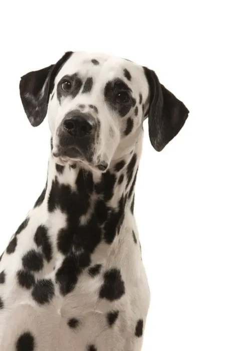 Framed Print : Dog - Dalmatian Framed Print : Dog - Dalmatian