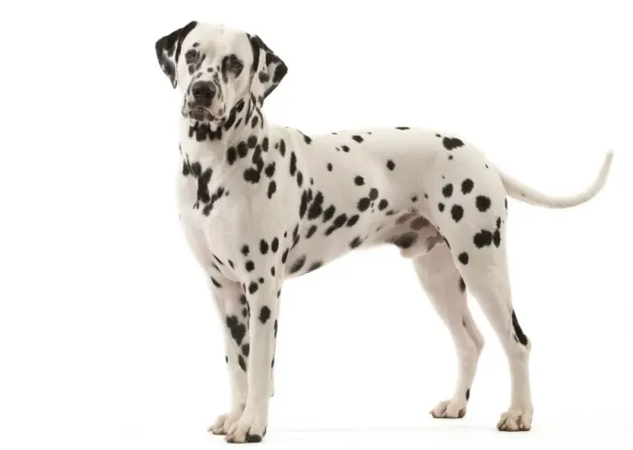 Framed Print : Dog - Dalmatian Framed Print : Dog - Dalmatian