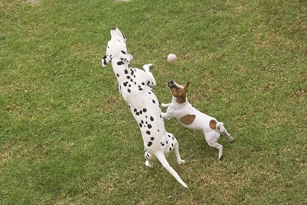 Dog - Dalmatian & Jack Russell Terrier playing with tennis ball