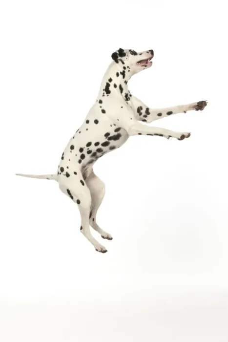Framed Print : DOG - Dalmatian jumping Framed Print : DOG - Dalmatian jumping
