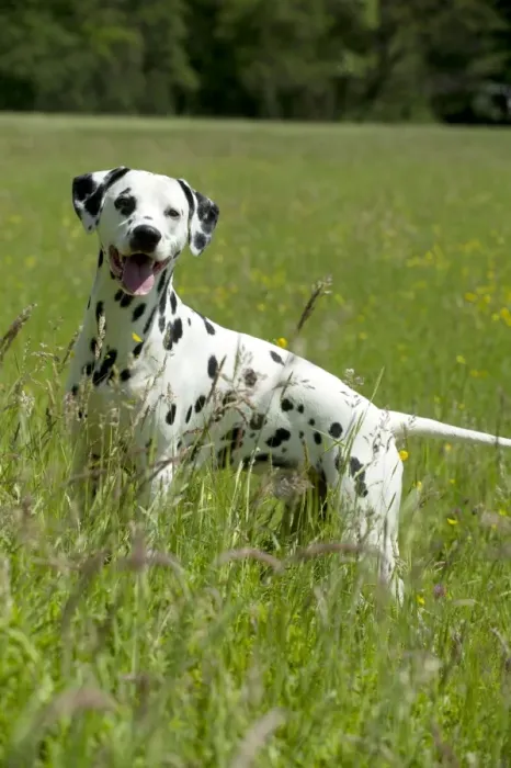 Framed Print : DOG - Dalmatian in long grass Framed Print : DOG - Dalmatian in long grass