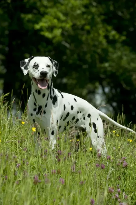Framed Print : DOG - Dalmatian in long grass Framed Print : DOG - Dalmatian in long grass