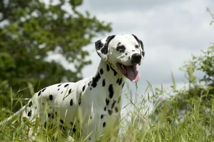 Framed Print : DOG - Dalmatian in long grass Framed Print : DOG - Dalmatian in long grass