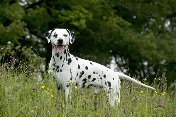 DOG - Dalmatian in long grass