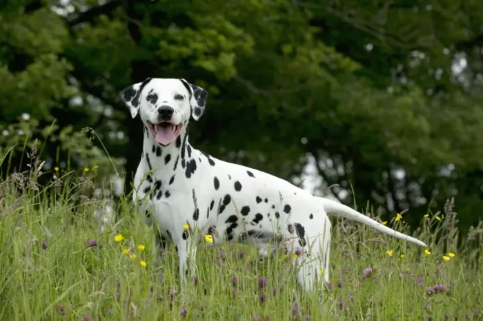 Framed Print : DOG - Dalmatian in long grass Framed Print : DOG - Dalmatian in long grass