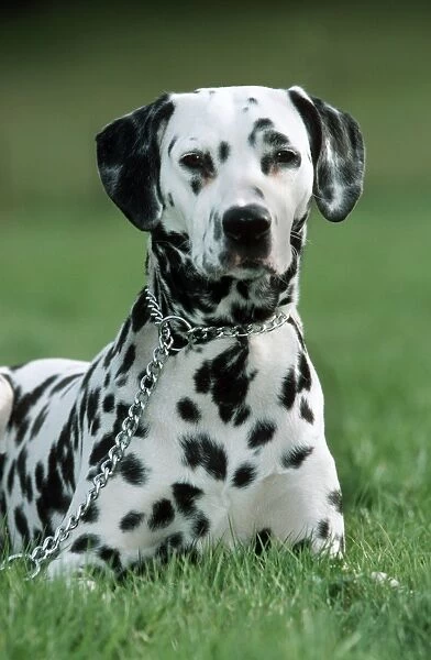 Dog - Dalmatian lying in grass