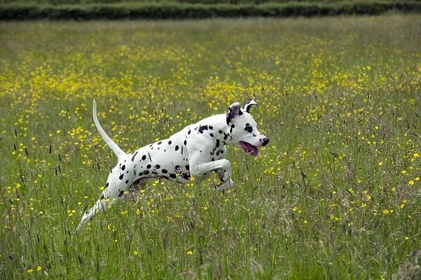 DOG - Dalmatian running through buttercup field