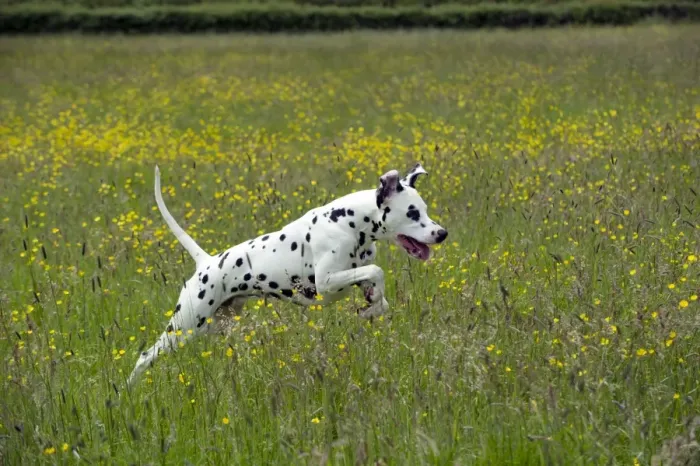 Framed Print : DOG - Dalmatian running through buttercup field Framed Print : DOG - Dalmatian running through buttercup field