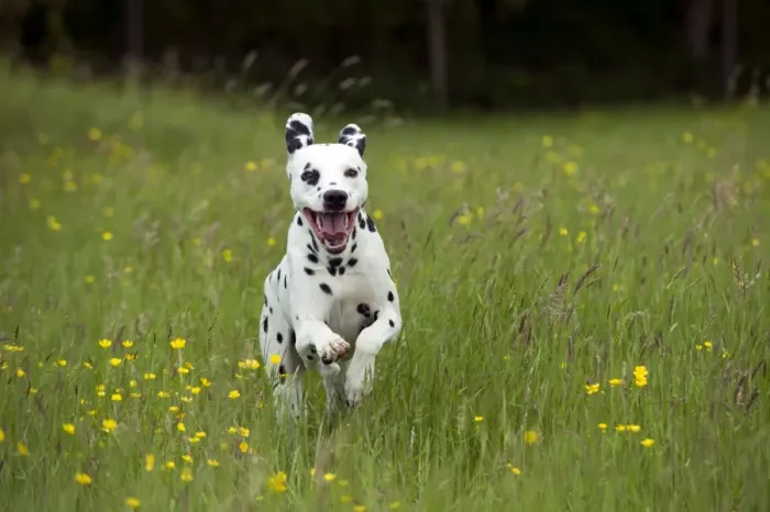 Framed Print : DOG - Dalmatian running through buttercup field Framed Print : DOG - Dalmatian running through buttercup field