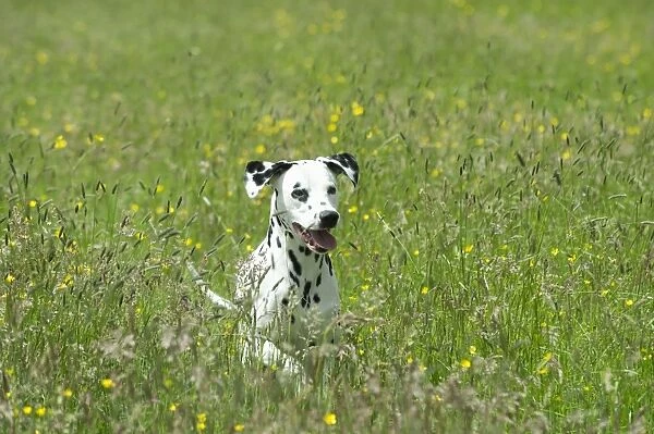 DOG - Dalmatian running through buttercup field
