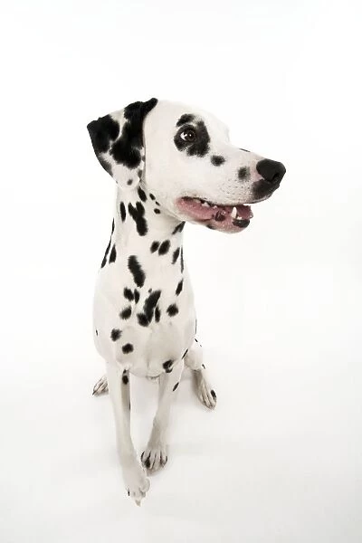 DOG - Dalmatian sitting