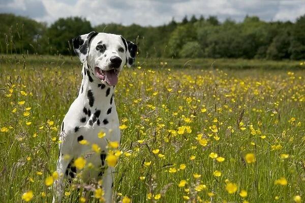 DOG - Dalmatian sitting in buttercup field
