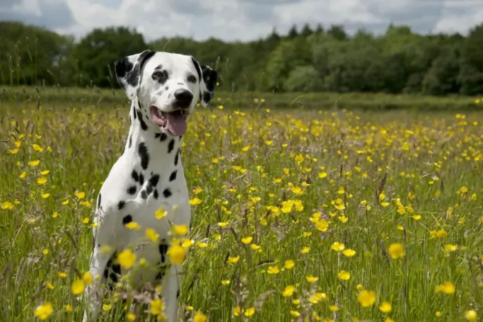 Framed Print : DOG - Dalmatian sitting in buttercup field Framed Print : DOG - Dalmatian sitting in buttercup field