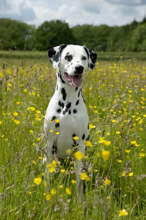 Framed Print : DOG - Dalmatian sitting in buttercup field Framed Print : DOG - Dalmatian sitting in buttercup field