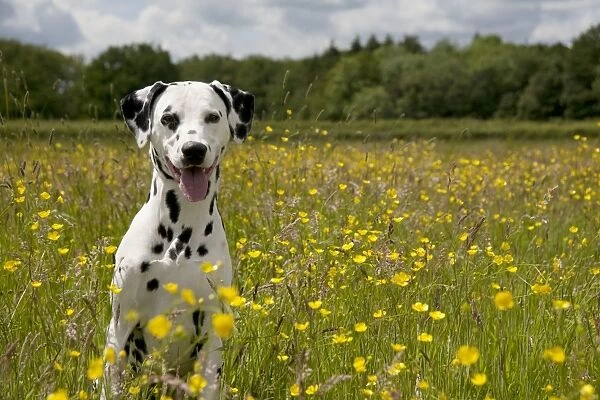 DOG - Dalmatian sitting in buttercup field