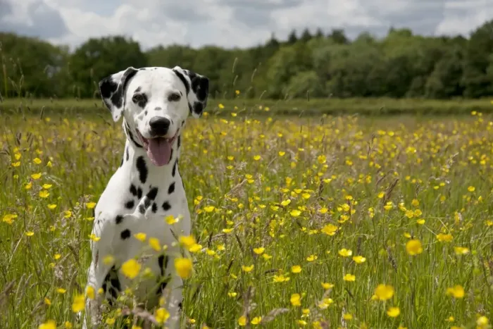 Framed Print : DOG - Dalmatian sitting in buttercup field Framed Print : DOG - Dalmatian sitting in buttercup field