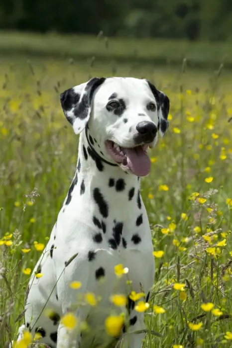 Framed Print : DOG - Dalmatian sitting in buttercup field (head shot) Framed Print : DOG - Dalmatian sitting in buttercup field (head shot)