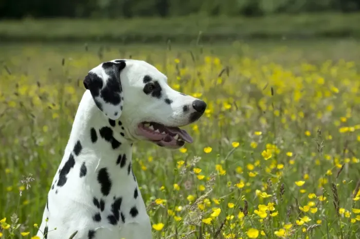 Framed Print : DOG - Dalmatian sitting in buttercup field (head shot) Framed Print : DOG - Dalmatian sitting in buttercup field (head shot)