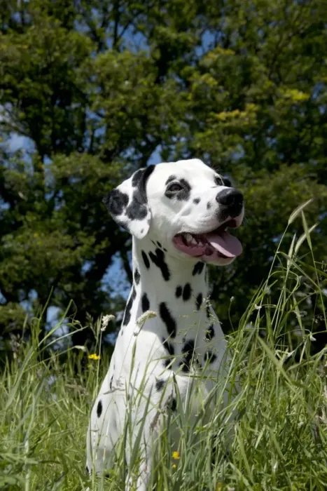 Framed Print : DOG - Dalmatian sitting in long grass Framed Print : DOG - Dalmatian sitting in long grass