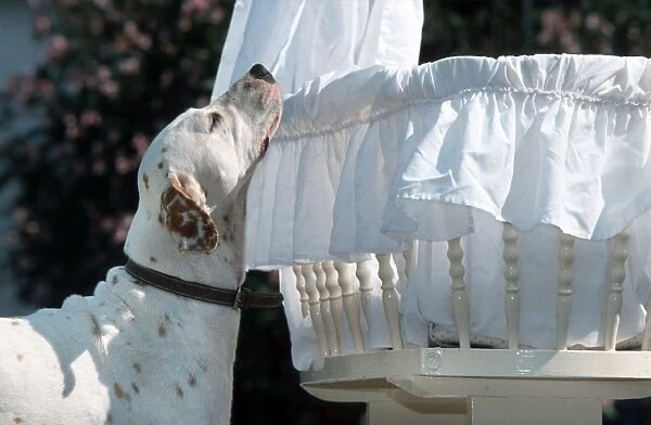 Dog - Dalmatian sniffs childs cradle