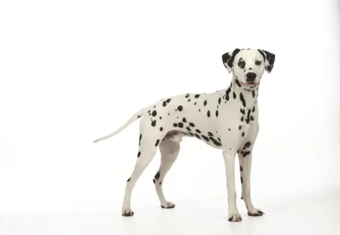 Framed Print : DOG - Dalmatian standing Framed Print : DOG - Dalmatian standing