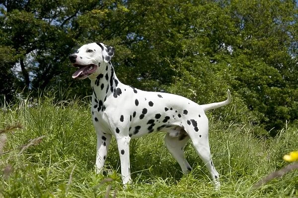DOG - Dalmatian - standing