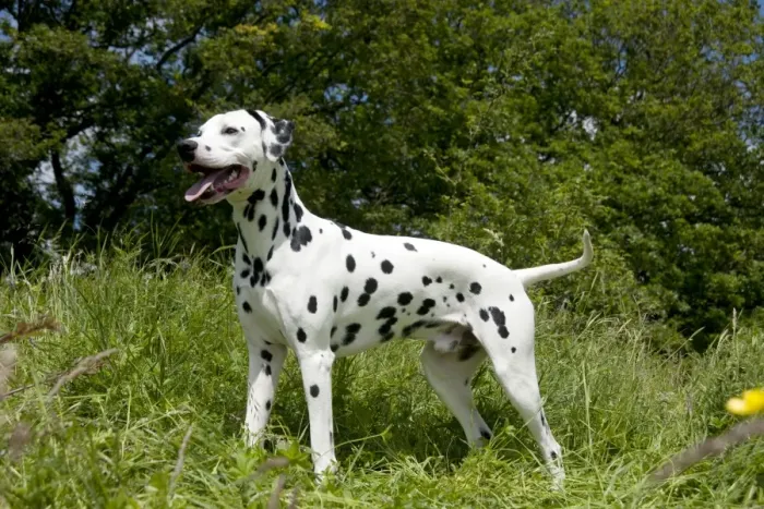Framed Print : DOG - Dalmatian - standing Framed Print : DOG - Dalmatian - standing