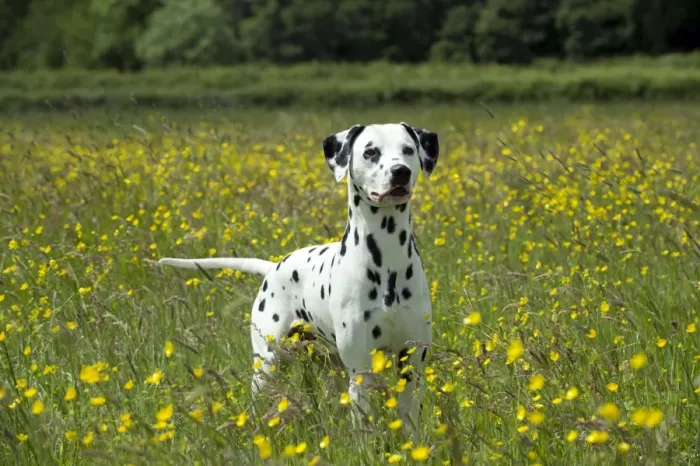 Framed Print : DOG - Dalmatian standing in buttercup field Framed Print : DOG - Dalmatian standing in buttercup field