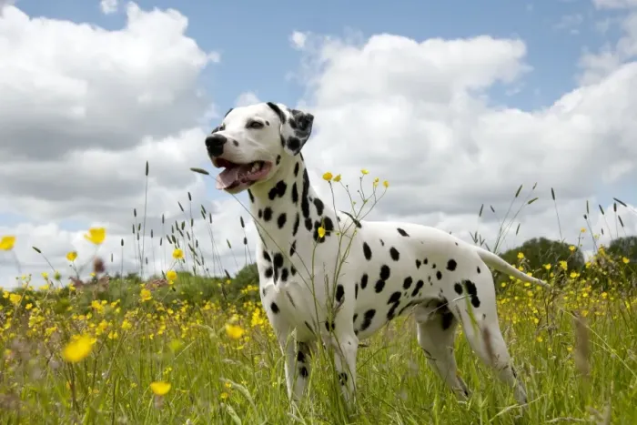 Framed Print : DOG - Dalmatian standing in buttercup field Framed Print : DOG - Dalmatian standing in buttercup field