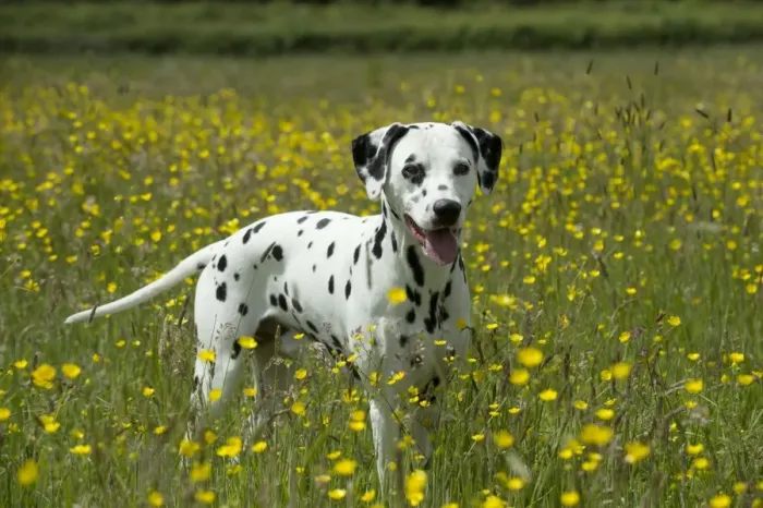 Framed Print : DOG - Dalmatian standing in buttercup field Framed Print : DOG - Dalmatian standing in buttercup field