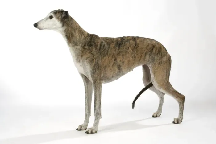 Framed Print : Dog - Dark Brindle and white Greyhound Framed Print : Dog - Dark Brindle and white Greyhound