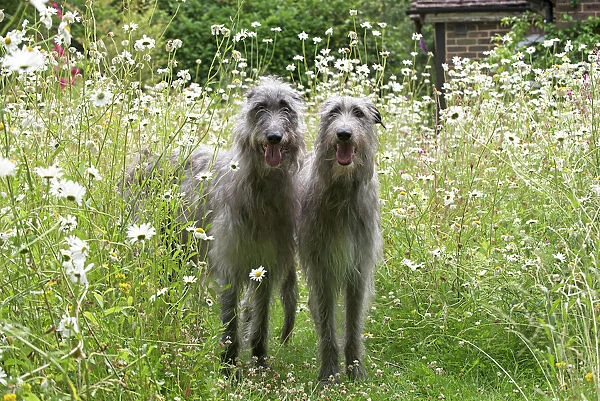 Dog Deerhounds in garden meadow