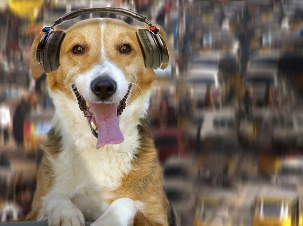 Dog - DJ - captionable