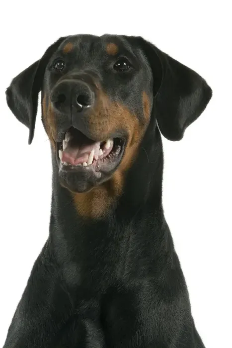 Framed Print : Dog - Doberman Framed Print : Dog - Doberman